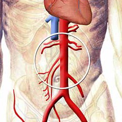 Брюшная аорта человека