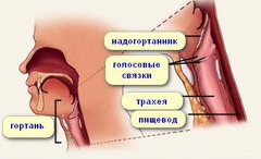 Строение гортани