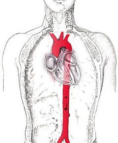 Схема грудной аорта у человека