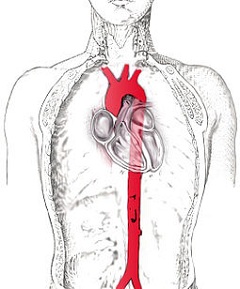 Грудная аорта