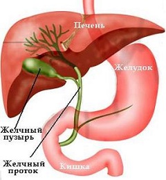 Желчные протоки - система каналов, выводящая желчь в двенадцатиперстную кишку