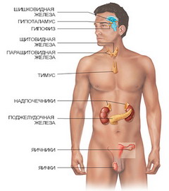 Эндокринные железы человека