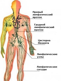 Лимфатическая система человека