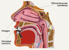 Носовая полость