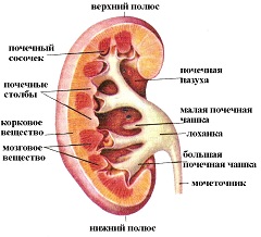 Строение почки человека