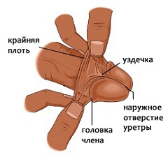 Мужской половой член