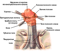 Строение полового члена