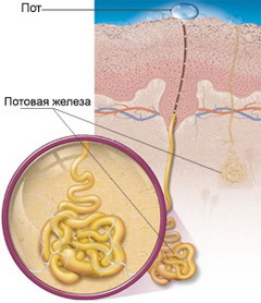 Строение потовых желез