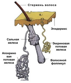 Апокриновые и эккринные потовые железы 