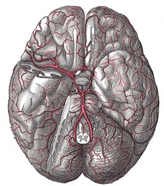 Виллизиев круг - артериальный круг головного мозга
