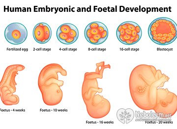 Особенности внутриутробного развития плода по неделям