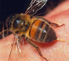 Пчела после укуса