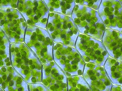 Хлорофилл - зеленый пигмент