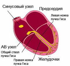 Механизм образования атриовентрикулярной блокады 