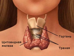 Диффузный токсический зоб характеризуется увеличением в размерах щитовидной железы