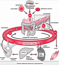 Избыток железа в организме является крайне опасным