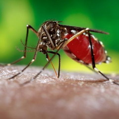 Лихорадка Денге передается при укусе кровососущих насекомых