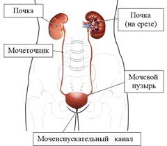 Парауретральная киста – замкнутое кистозное образование