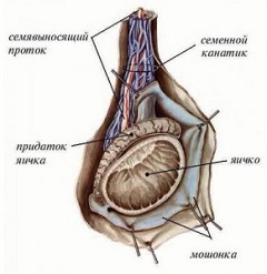 Воспаление семенных пузырьков - везикулит