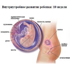 На 10 неделе беременности у плода размножаются нервные клетки головного мозга