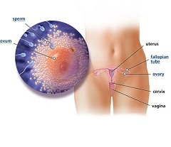 1 неделя беременности - подготовка к оплодотворению