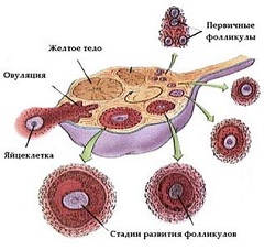 2 неделя беременности характеризуется завершением созревания яйцеклетки