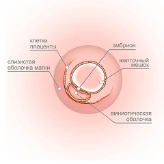 3 неделя беременности - период оплодотворения