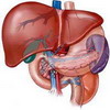 Лечебное питание при заболеваниях печени