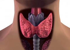 Что нужно знать о заболеваниях щитовидной железы