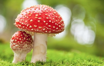15 грибов, используемых в медицине