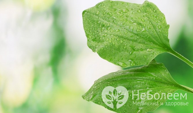 Спиртовой раствор листьев подорожника - средство, улучшающее состояние сосудов
