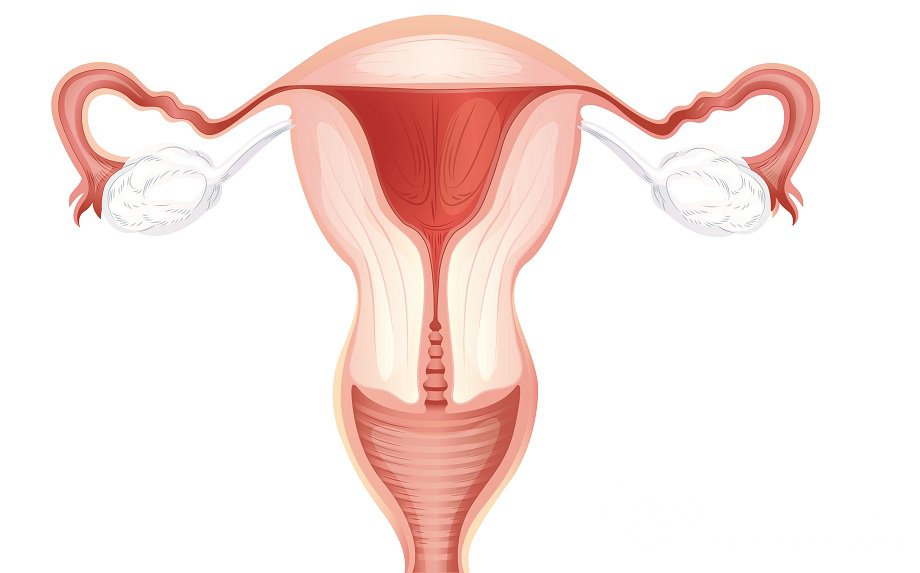 Матка: строение, функции, заболевания