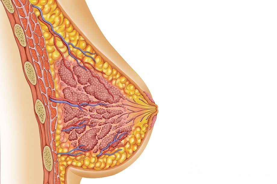 Молочные железы: строение, функции, заболевания