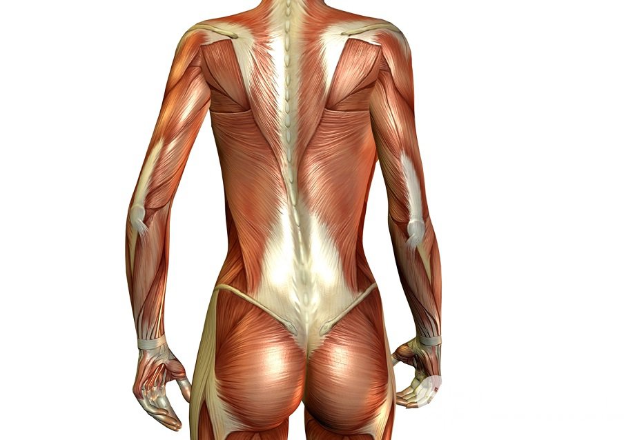 Мышцы спины — строение, функции, причины болей, укрепление
