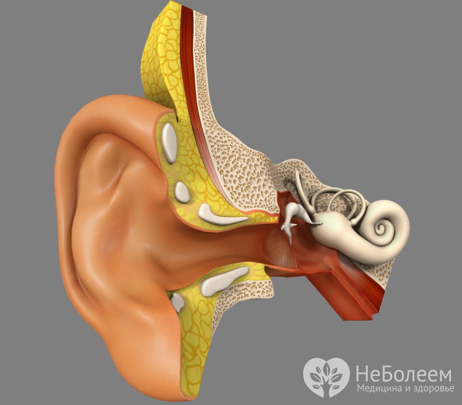 Строение органа слуха