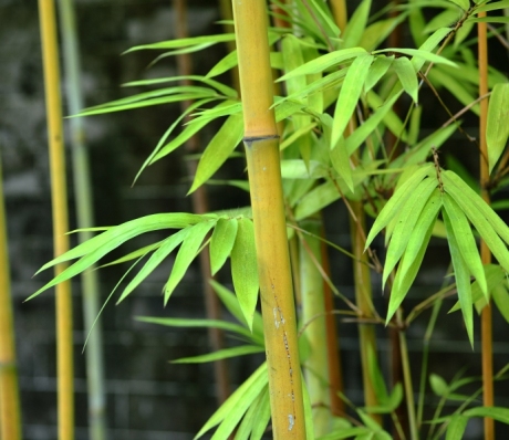 Листья бамбуковые