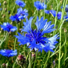 Растение Василек синий