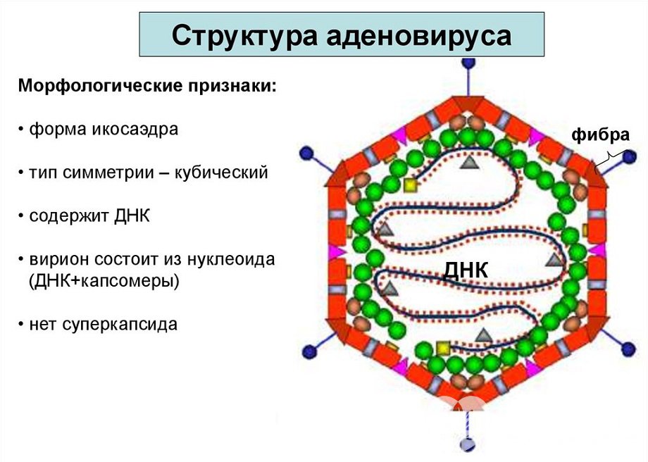 Аденовирус