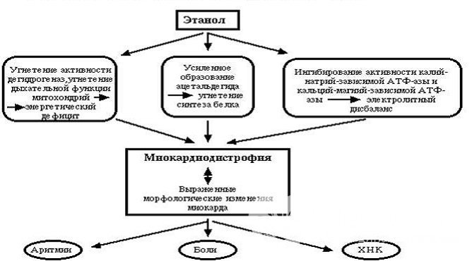 Патогенез алкогольной кардиомиопатии