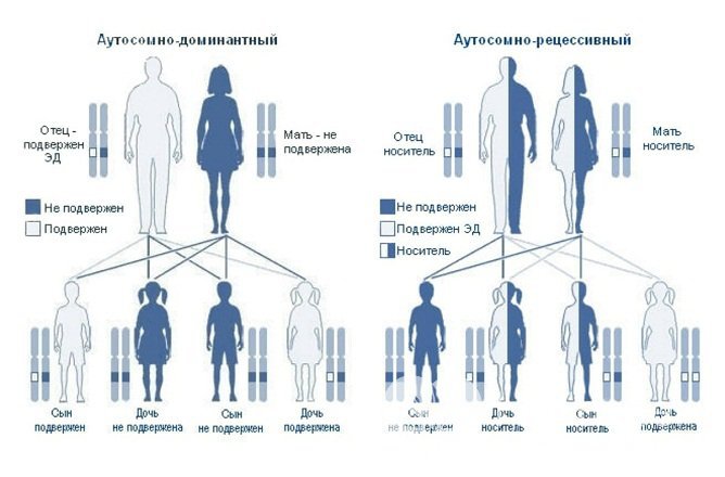 Синдром эктодермальной дисплазии передается аутосомно-рецессивным путем