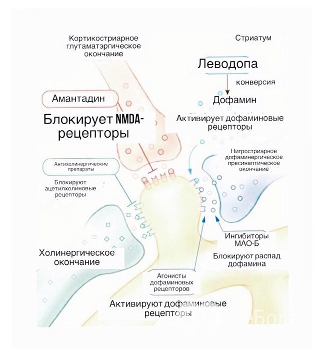 Принципы лекарственной терапии болезни Паркинсона