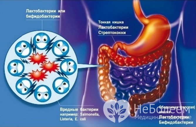 Лечение дисбактериоза кишечника