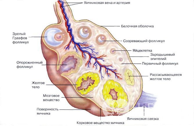 Строение яичников