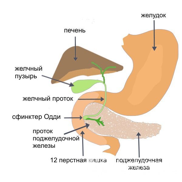 Дисфункция сфинктера Одди приводит к нарушению движения желчи по желчевыводящим путям