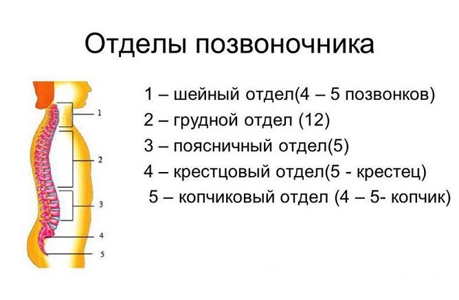 Виды дорсалгии