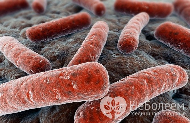 Бактерии рода клостридий являются причиной развития газовой гангрены
