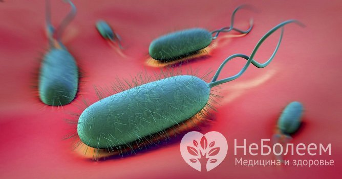 Основной причиной развития гастрита у детей является инфицирование бактерией H. Pylori