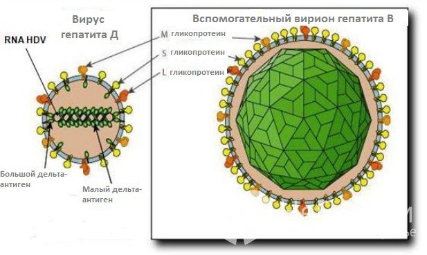 Жизненный цикл вируса гепатита D