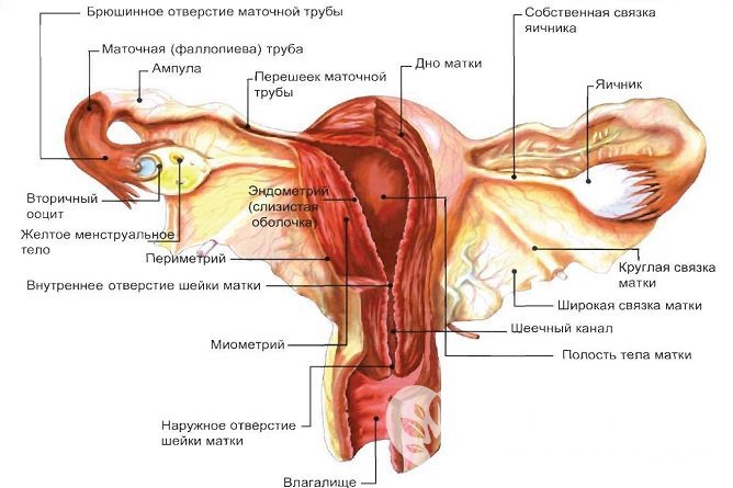 Строение женских половых органов