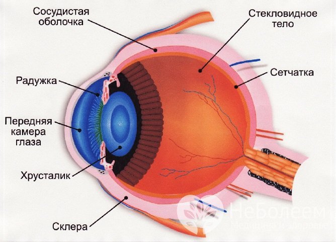 Гифема характеризуется кровоизлиянием в переднюю камеру глаза